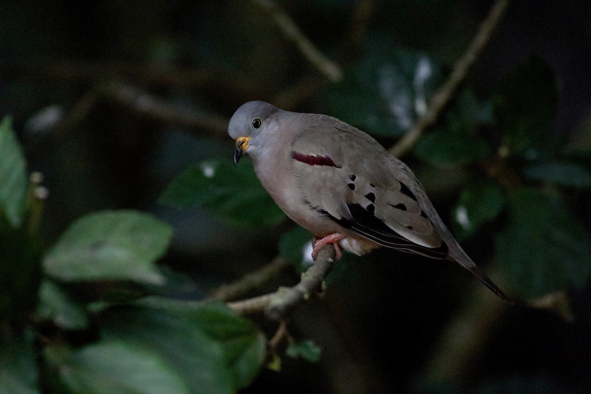 Croaking Ground Dove - ML631179090