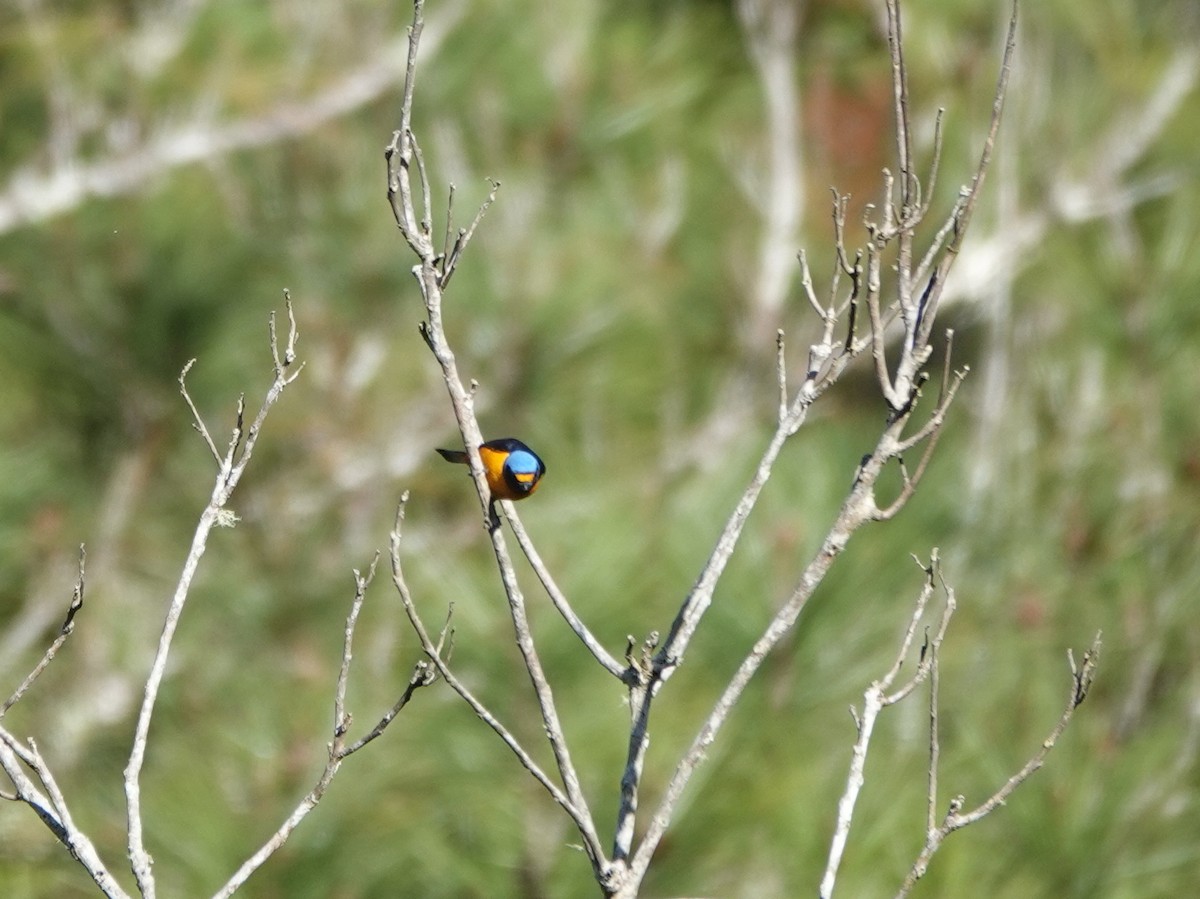Hispaniolan Euphonia - ML631179128