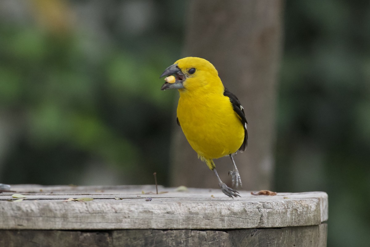 Golden Grosbeak - ML631179176