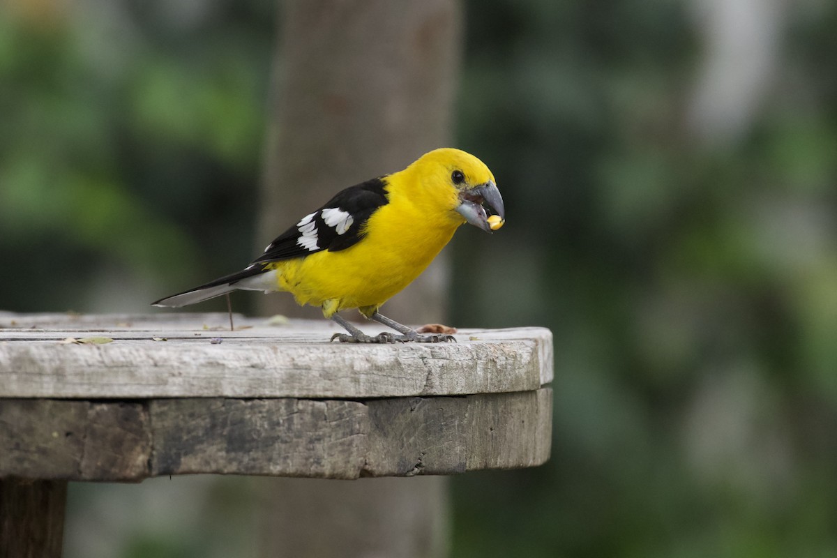 Golden Grosbeak - ML631179177