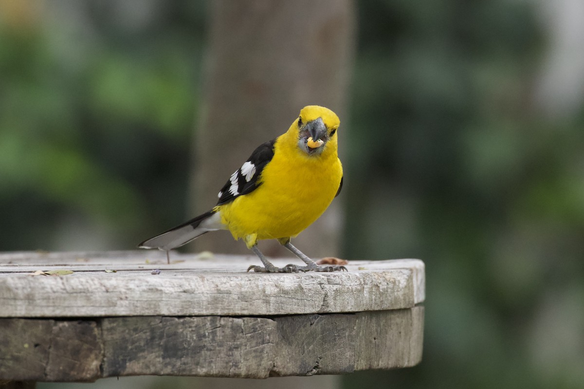 Golden Grosbeak - ML631179178
