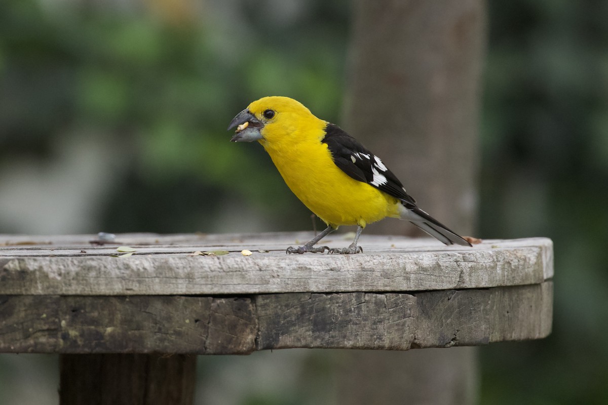 Golden Grosbeak - ML631179180