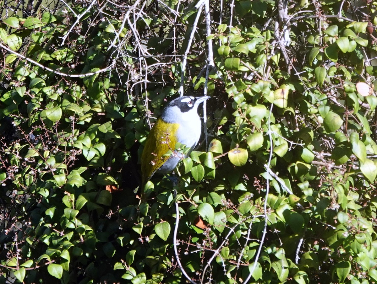 Black-crowned Palm-Tanager - ML631179188