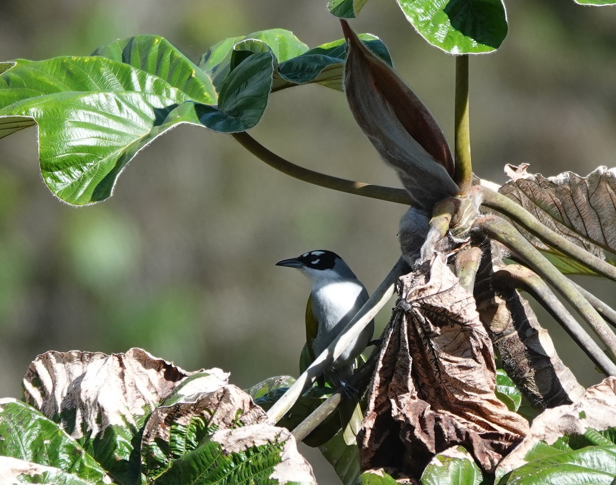 Black-crowned Palm-Tanager - ML631179323