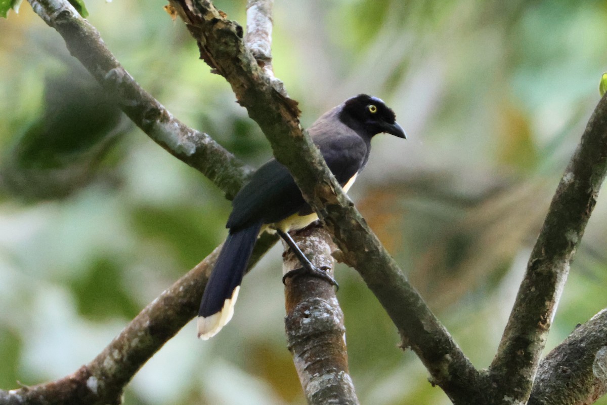 Black-chested Jay - ML631179398