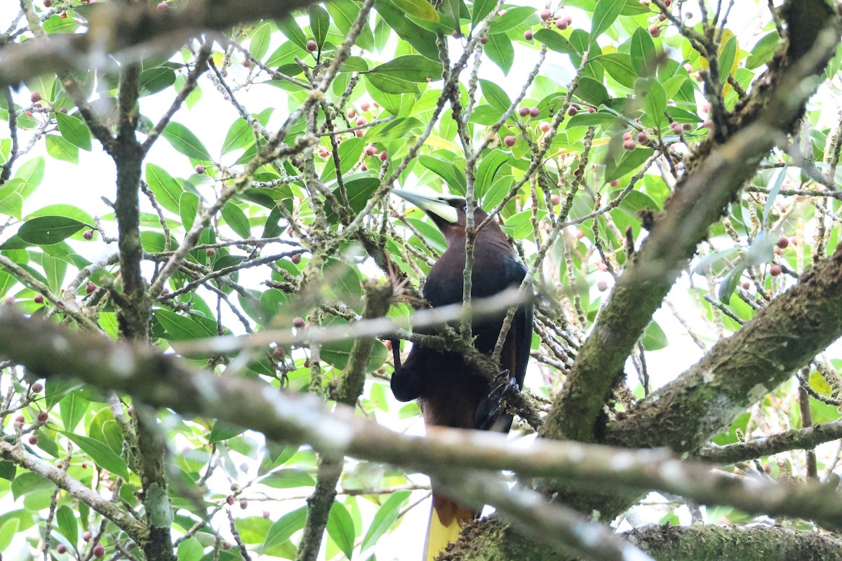 Chestnut-headed Oropendola - ML631179428