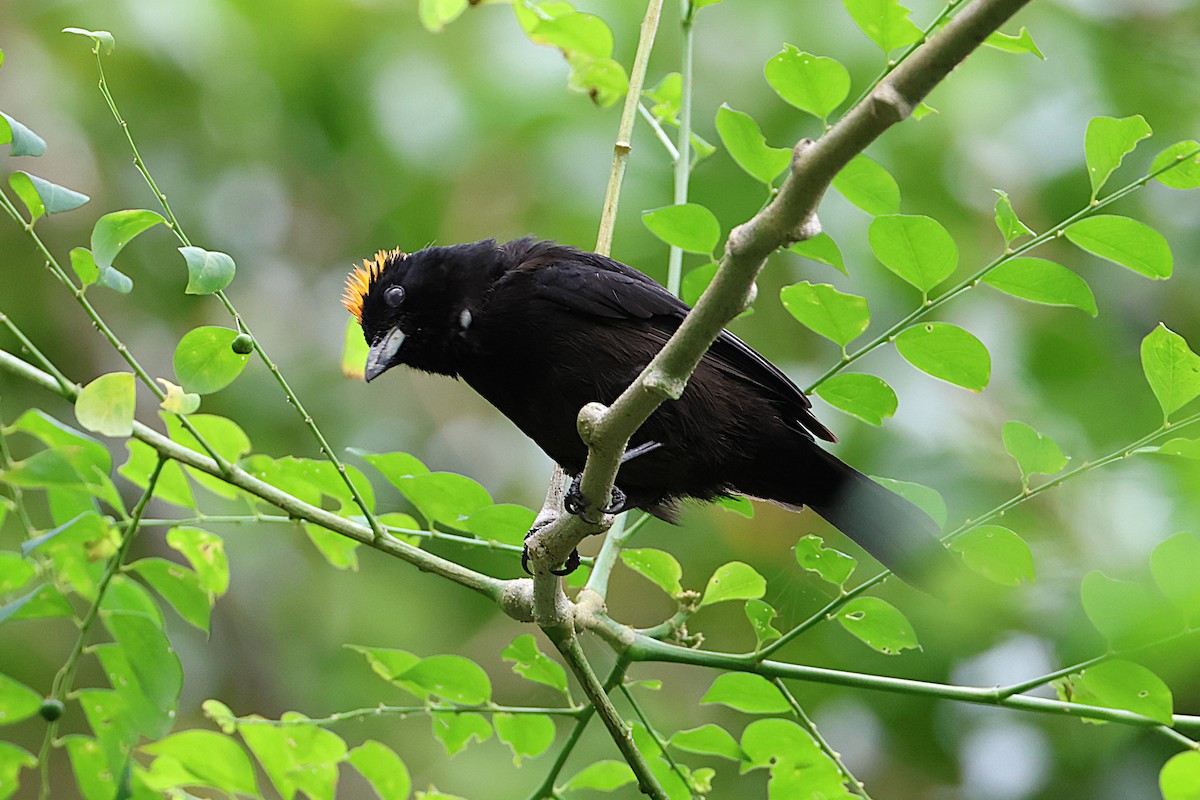 Tawny-crested Tanager - ML631179470