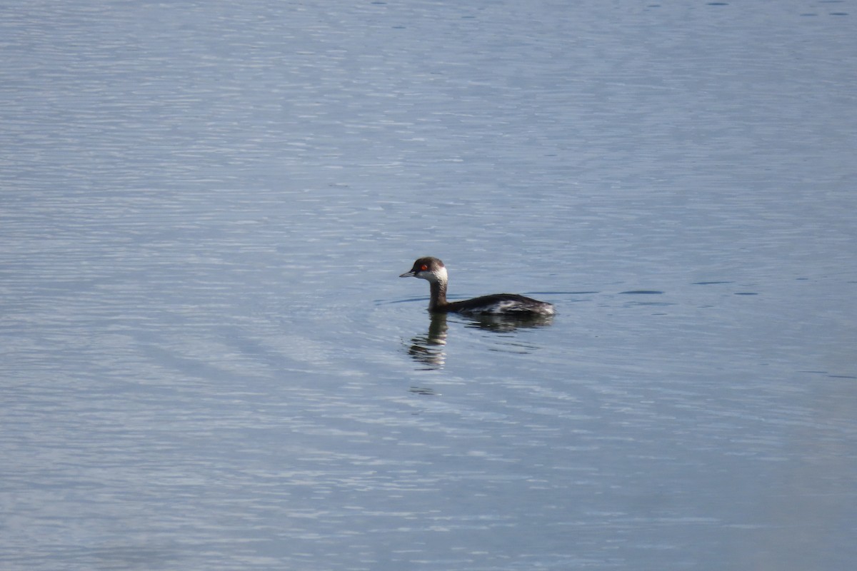 Schwarzhalstaucher - ML631179478