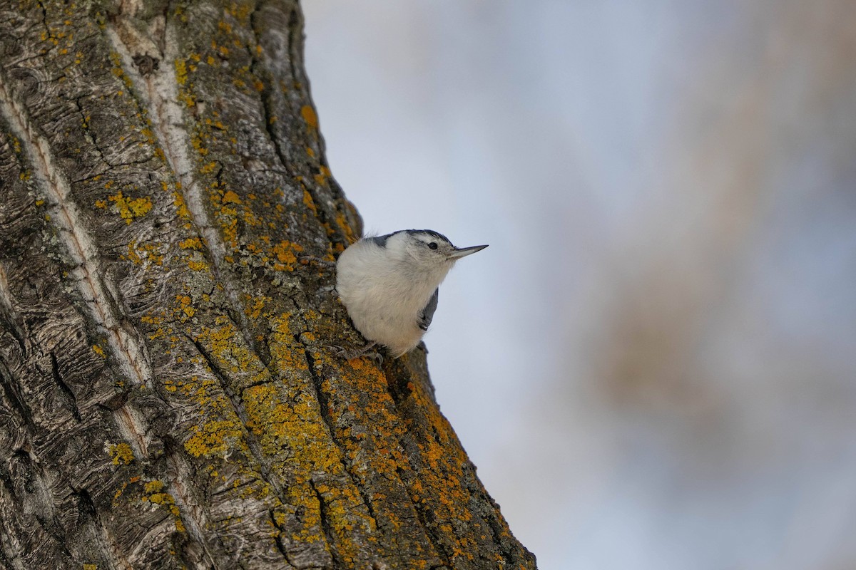 White-breasted Nuthatch - ML631179486