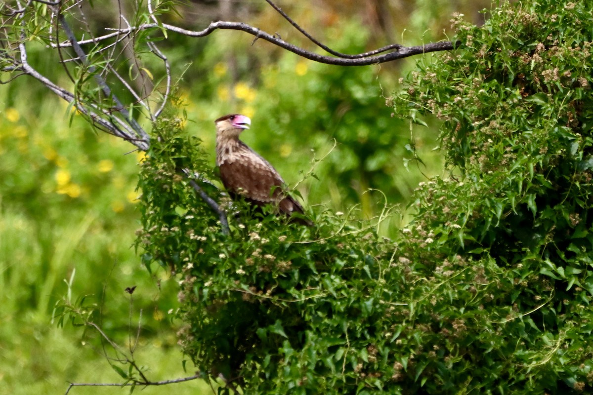 Crested Caracara (Southern) - ML631179585