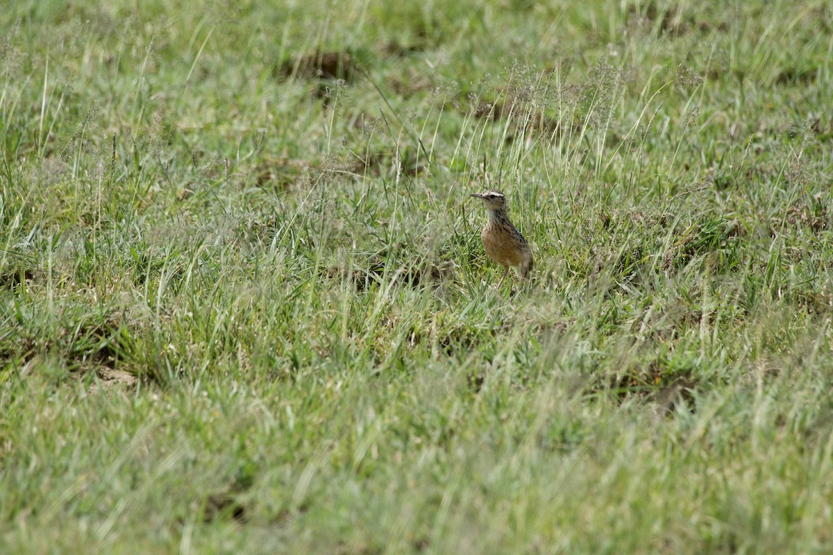 Beesley's Lark - ML631179663