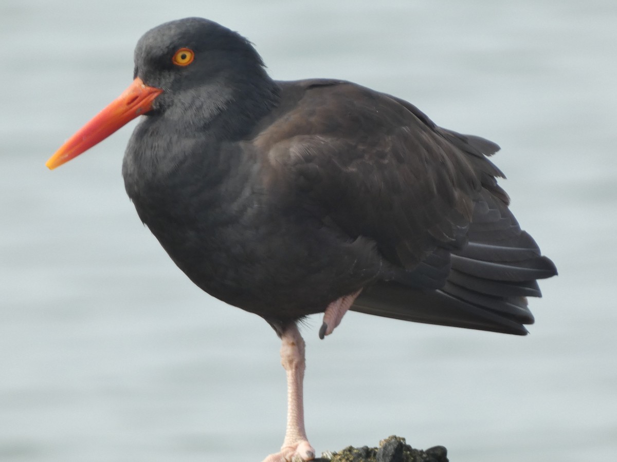 Black Oystercatcher - ML631179673