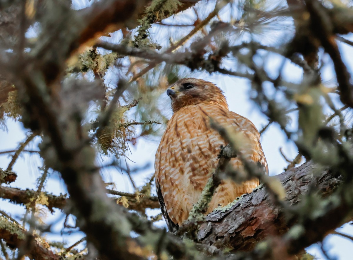 Red-shouldered Hawk (lineatus Group) - ML631179674