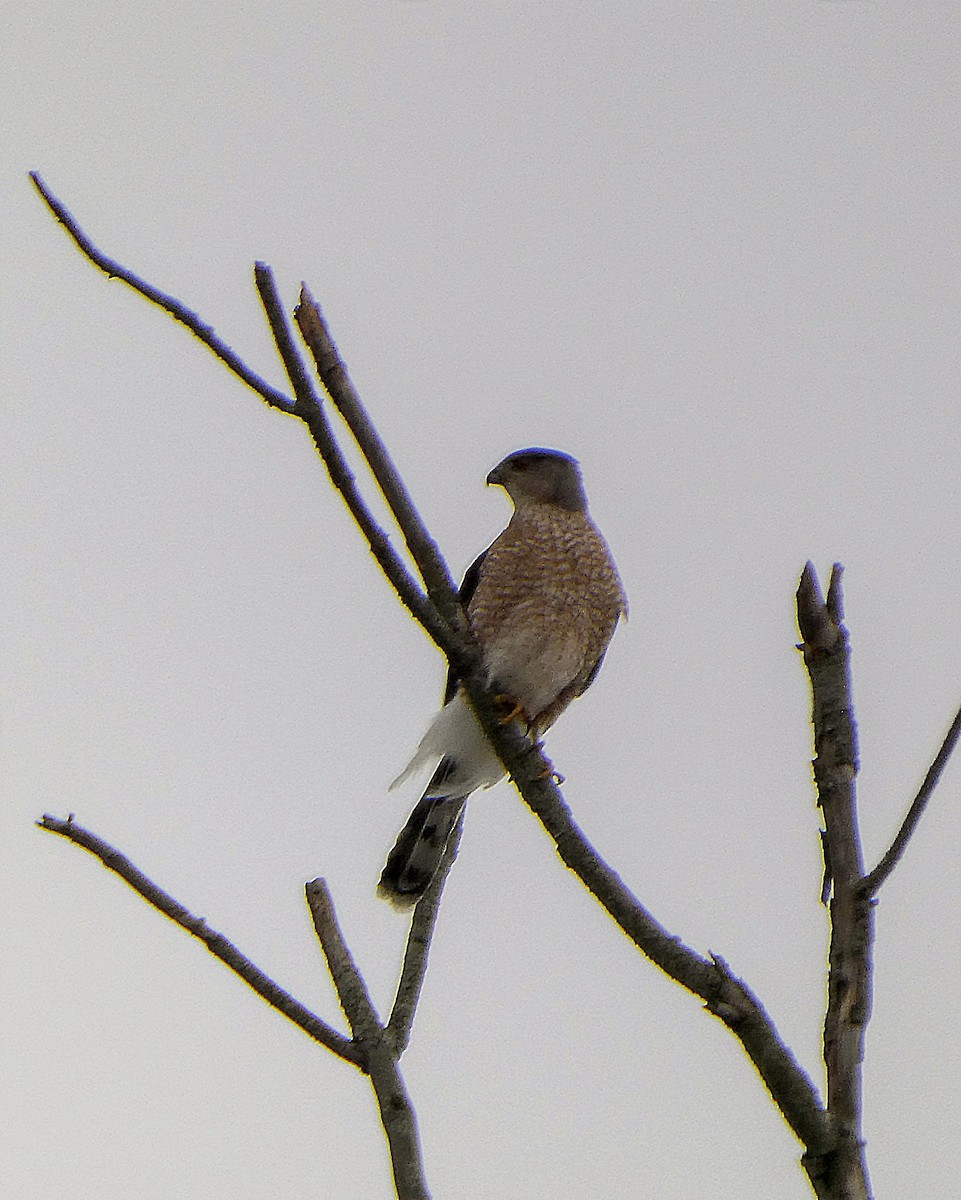 Cooper's Hawk - ML631179751