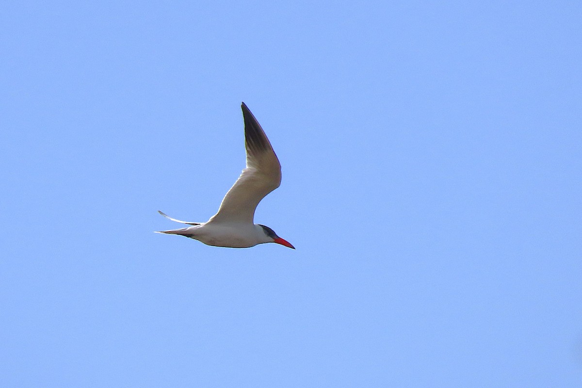 Raubseeschwalbe - ML631179755