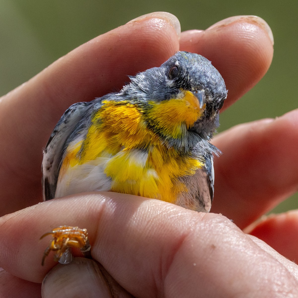 Northern Parula - ML631179926