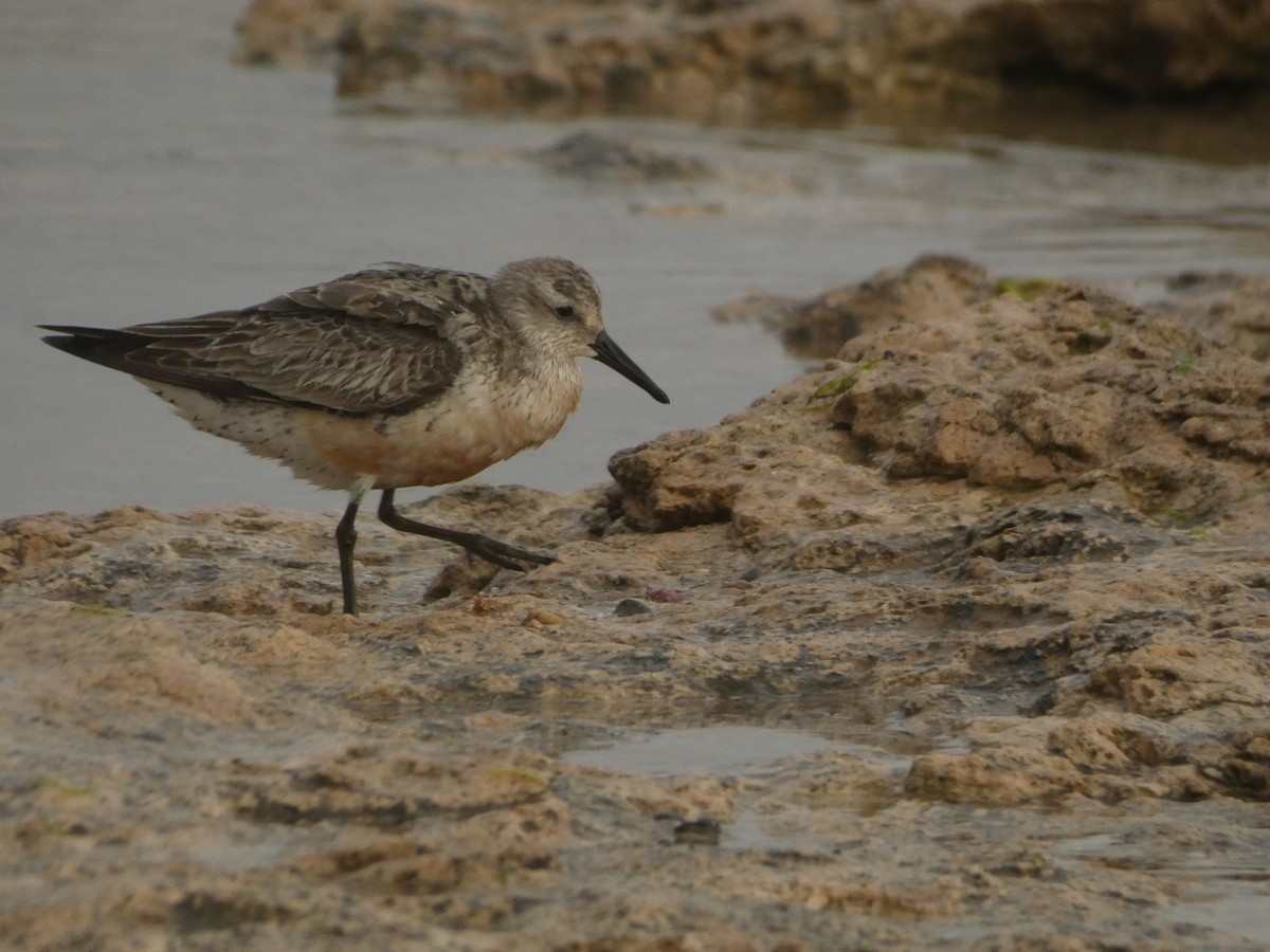 Red Knot - ML631179989