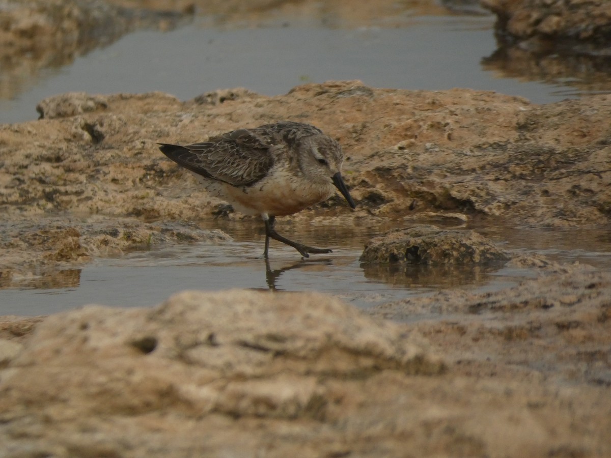 Red Knot - ML631180012