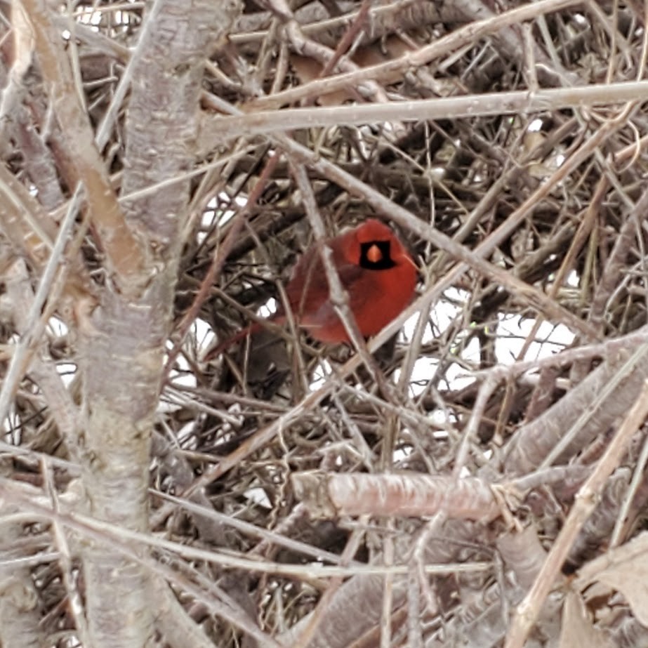 kardinál červený - ML631180034