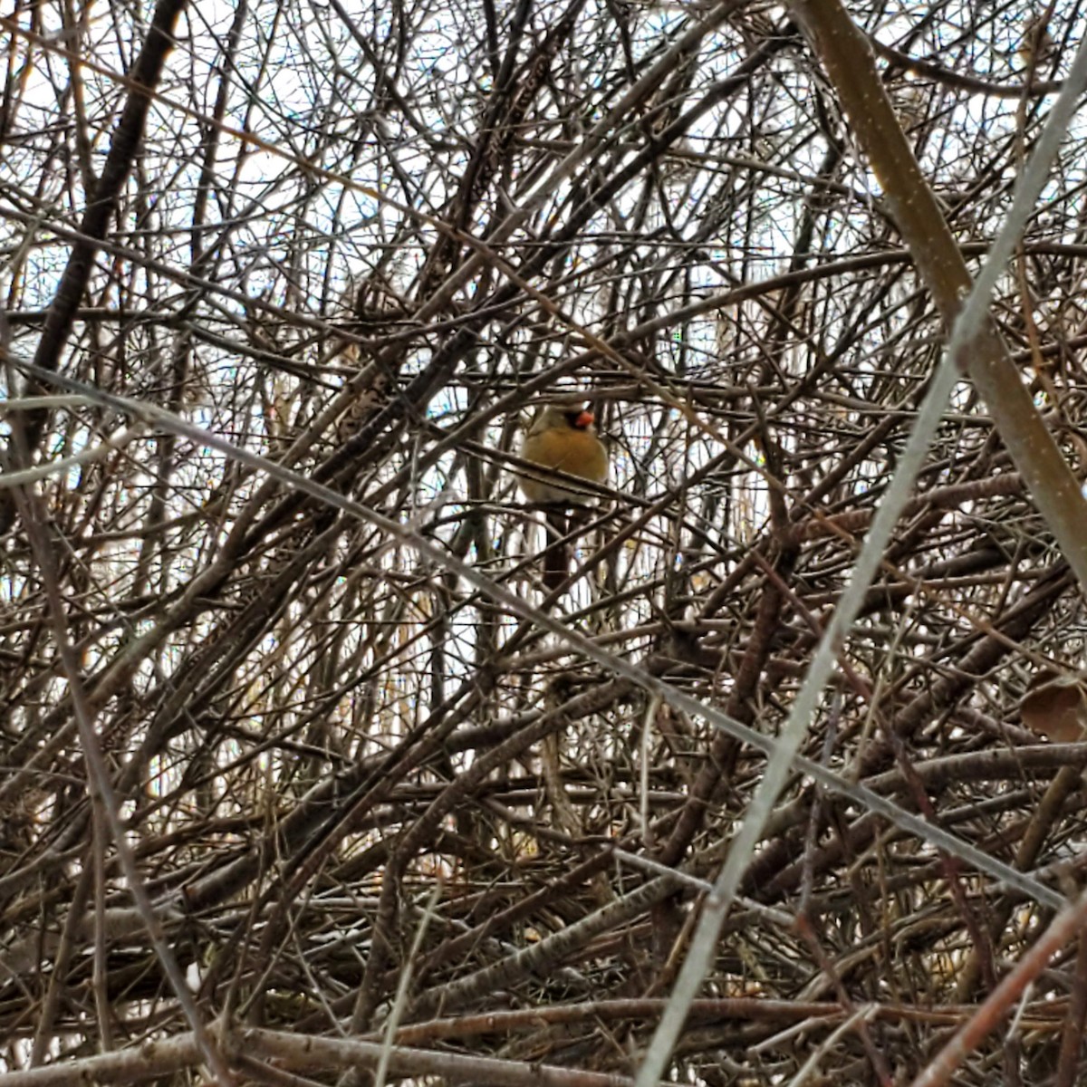 kardinál červený - ML631180035