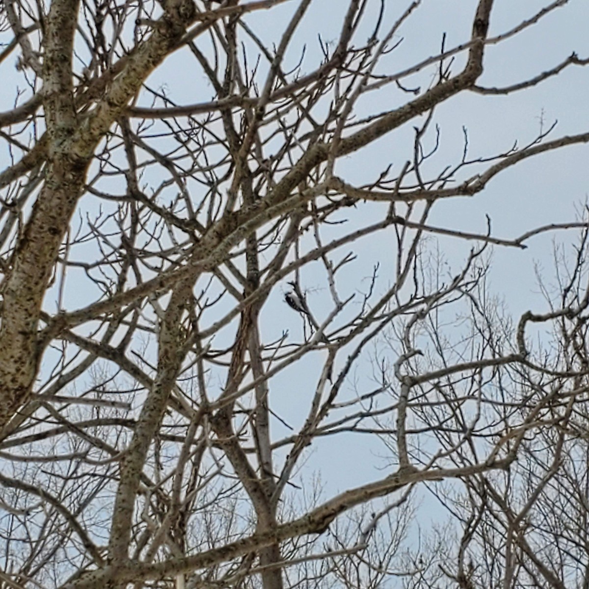 strakapoud osikový - ML631180046