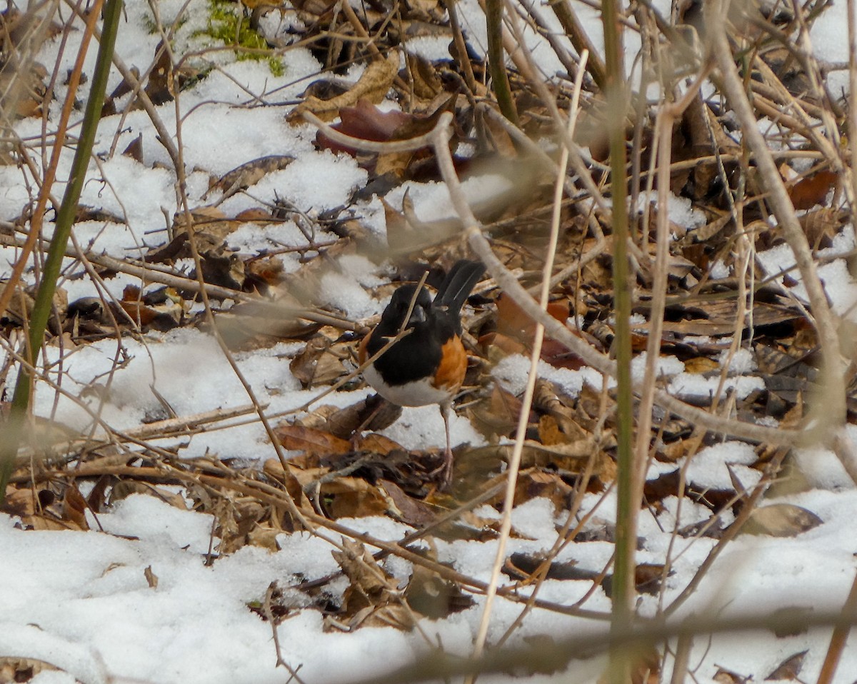 Eastern Towhee - ML631180065