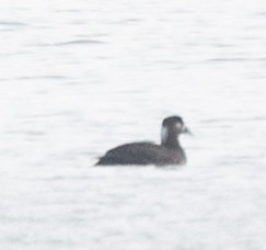 Surf Scoter - ML631180292