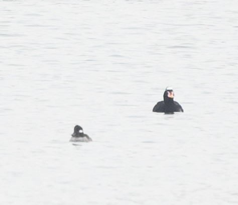 Surf Scoter - ML631180328