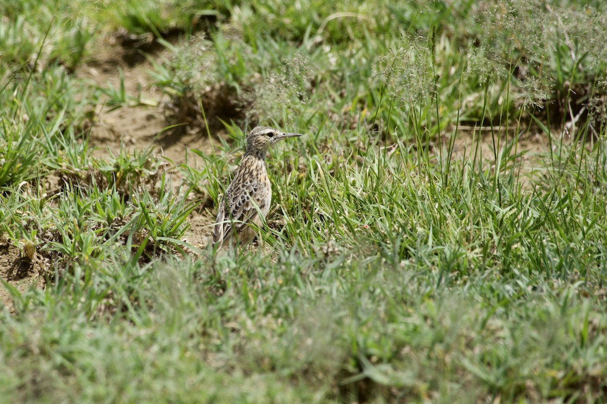Beesley's Lark - ML631180437