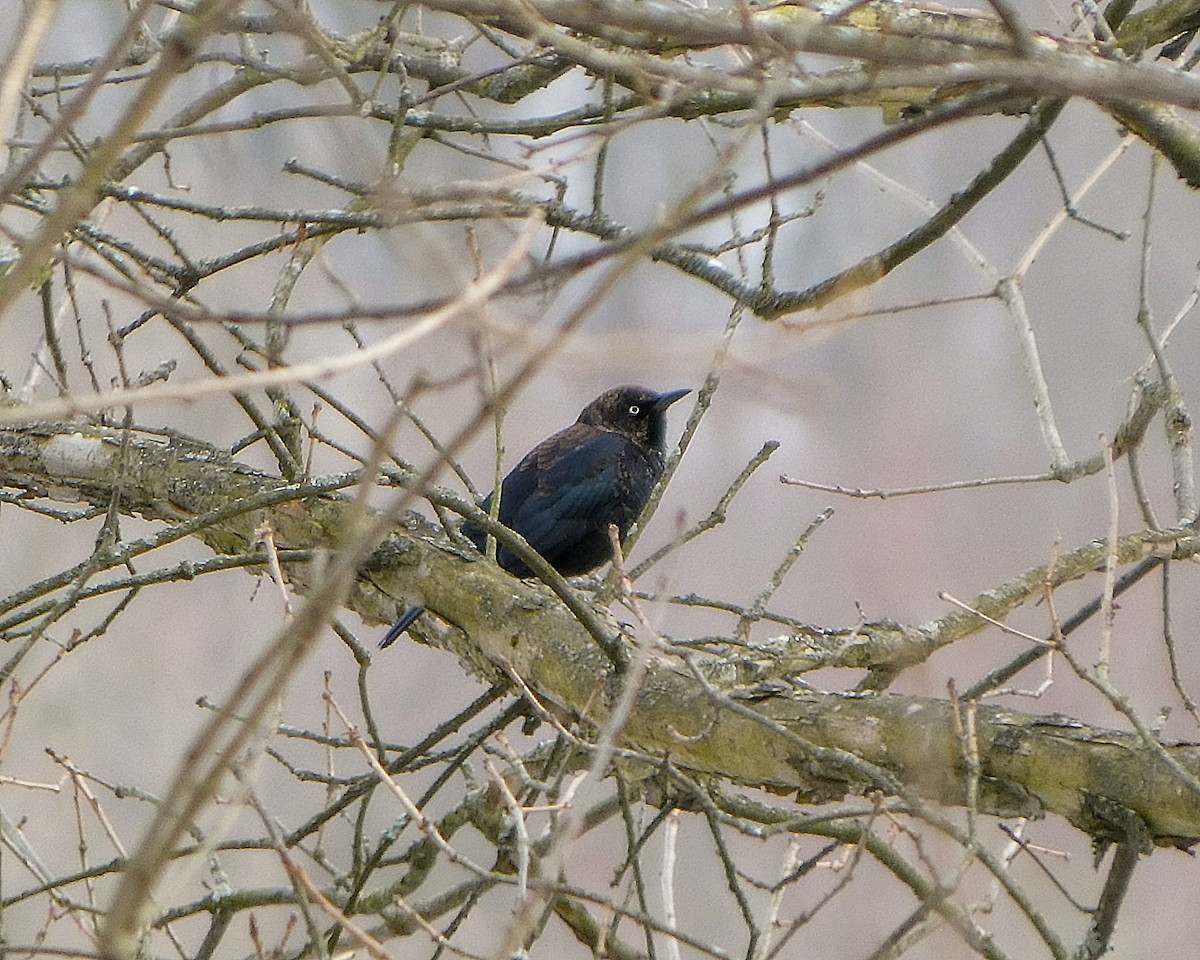 Rusty Blackbird - ML631180443