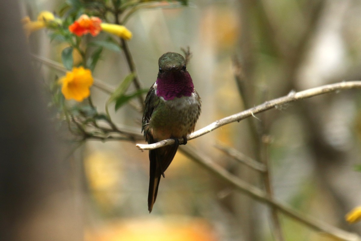 Colibri magenta - ML631180453