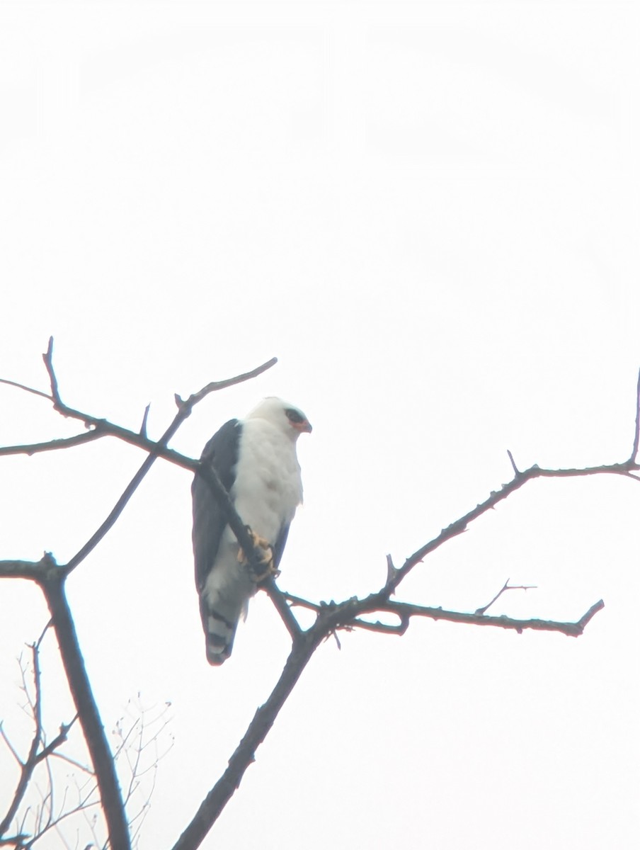 Black-and-white Hawk-Eagle - ML631180558