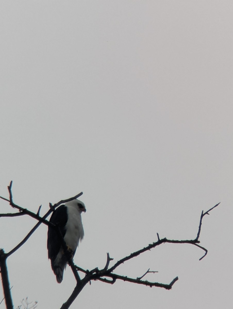 Black-and-white Hawk-Eagle - ML631180605