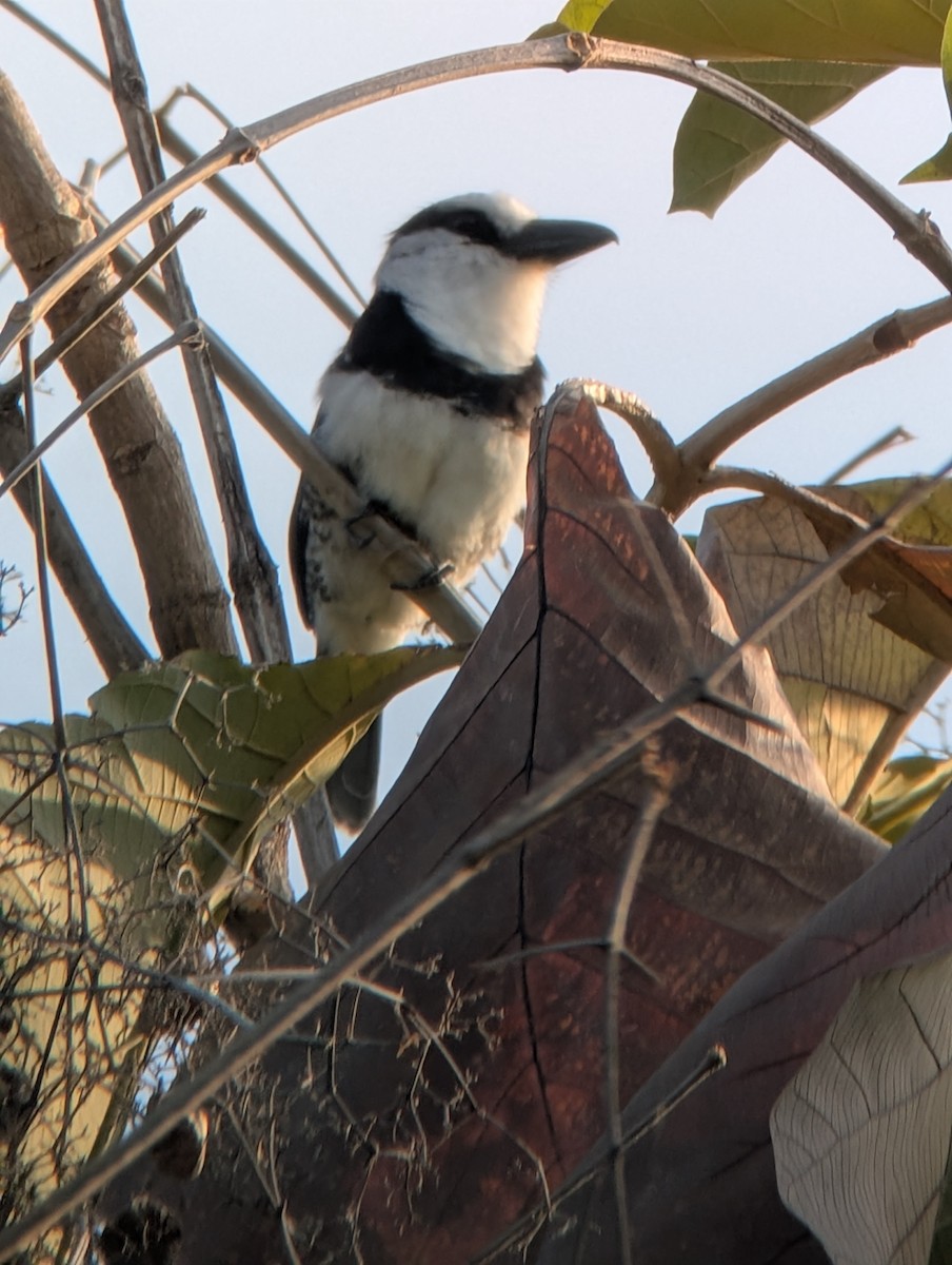 White-necked Puffbird - ML631180701