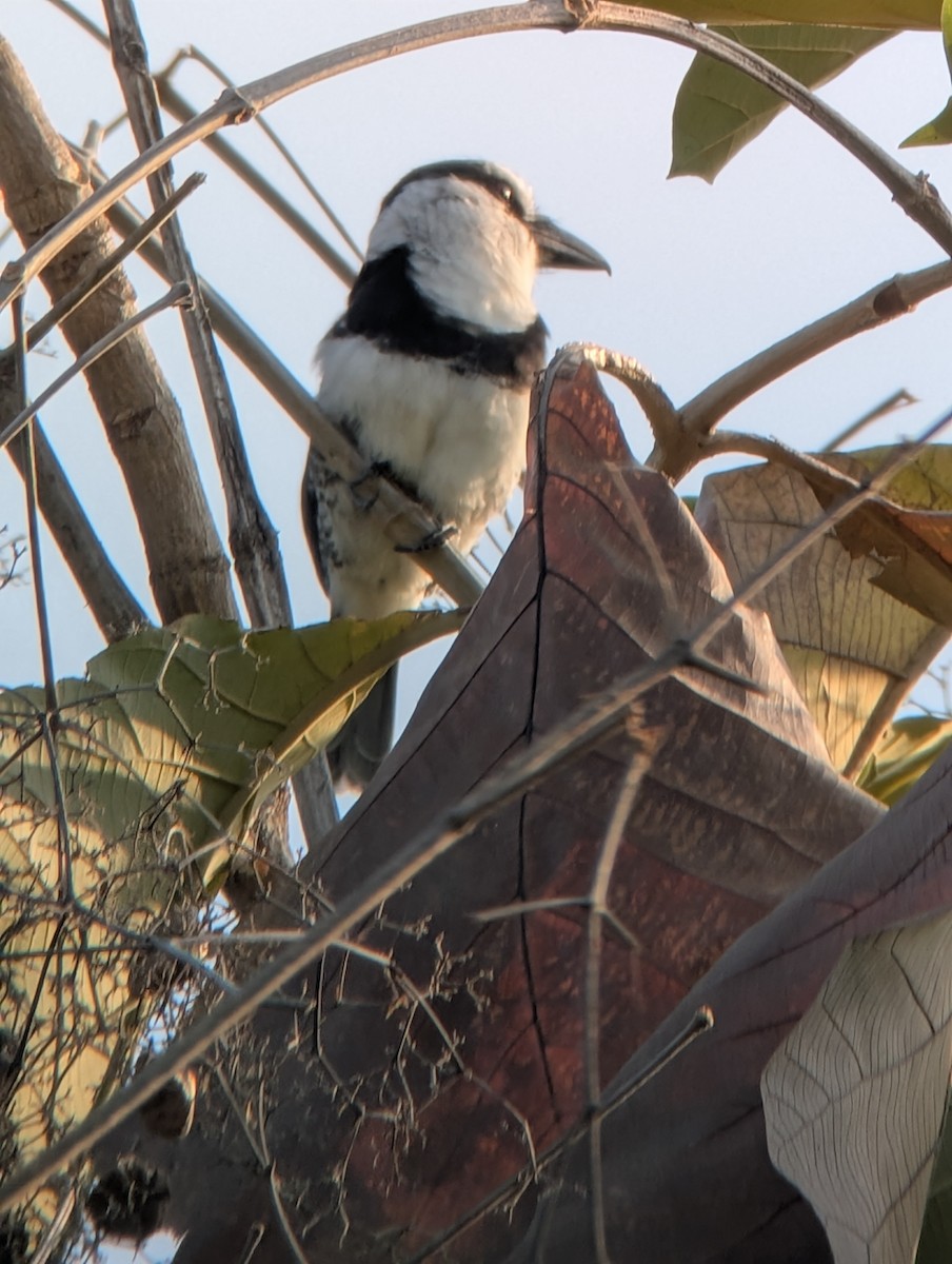 White-necked Puffbird - ML631180702