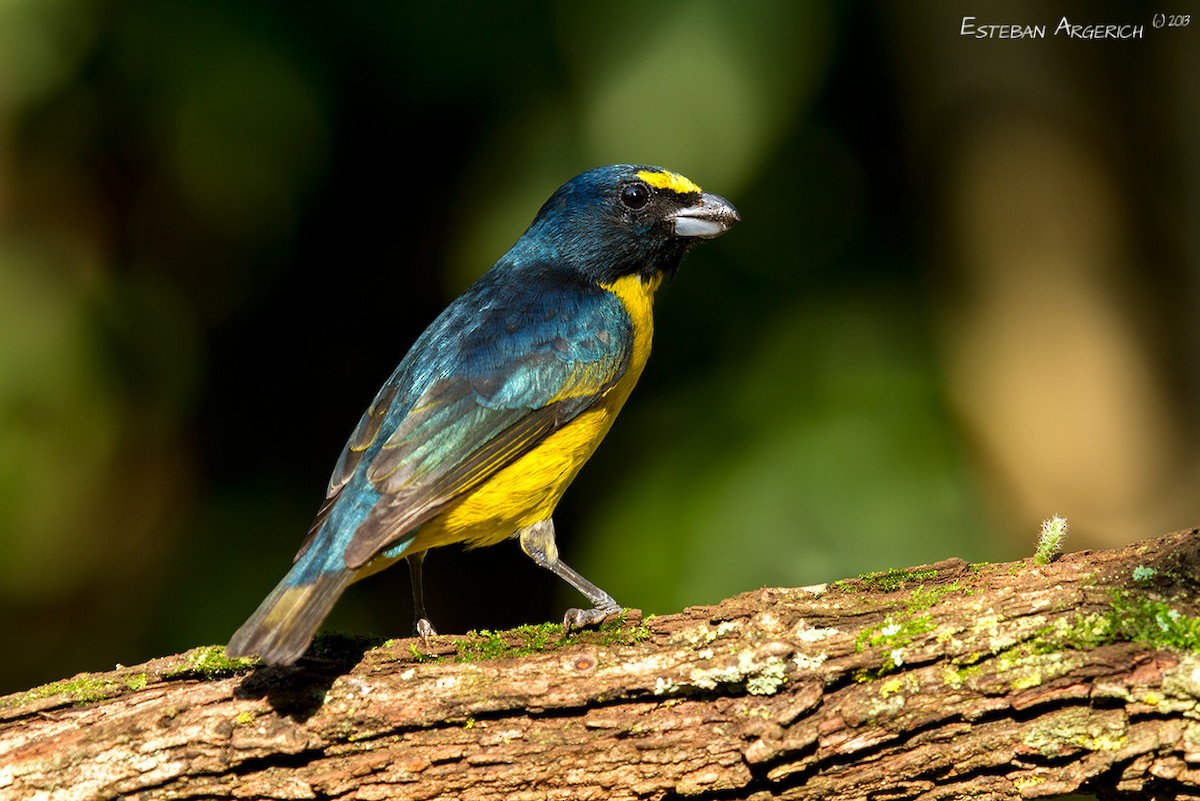 Green-throated Euphonia - Esteban Argerich