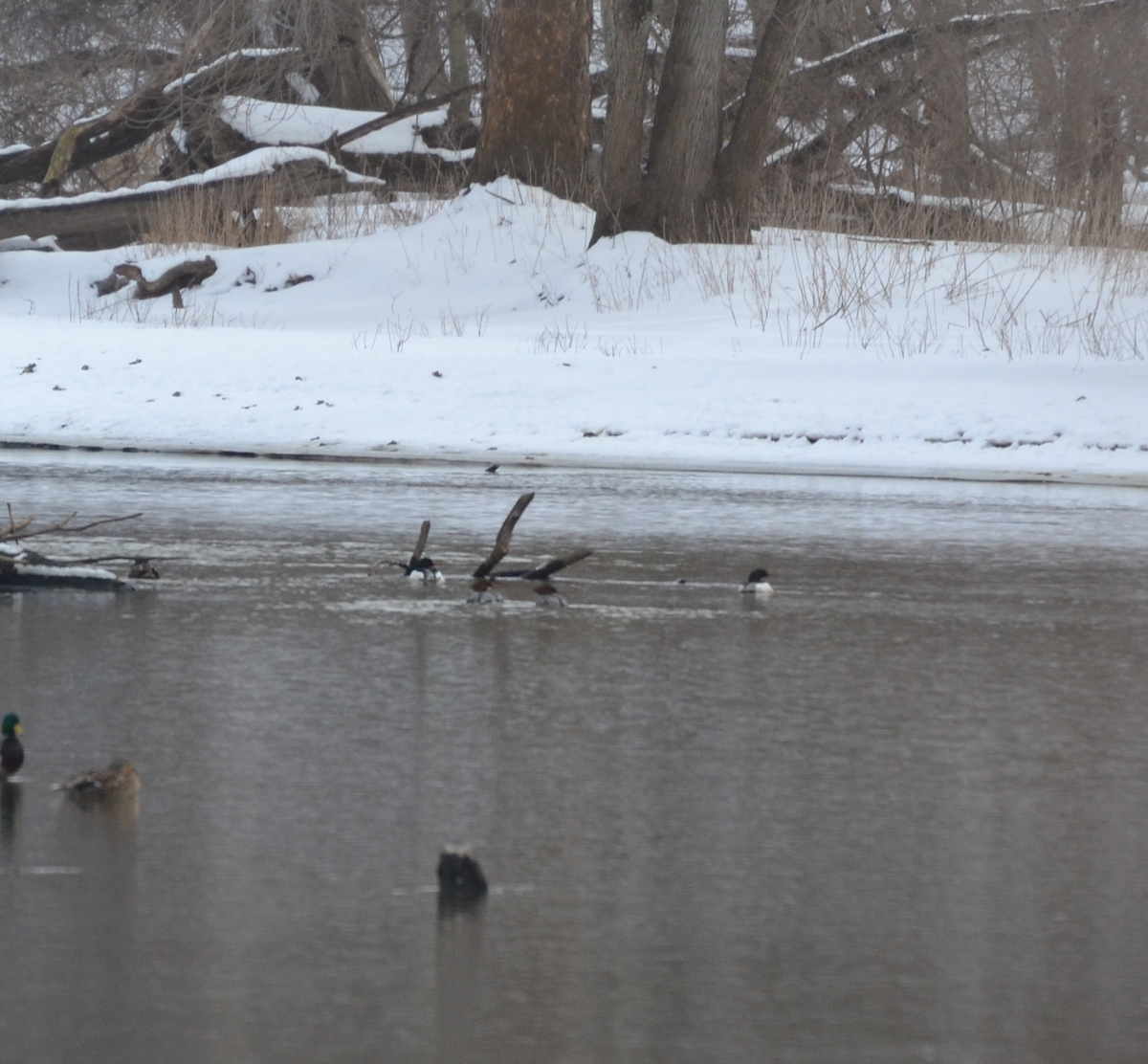 Common Merganser - ML631180841
