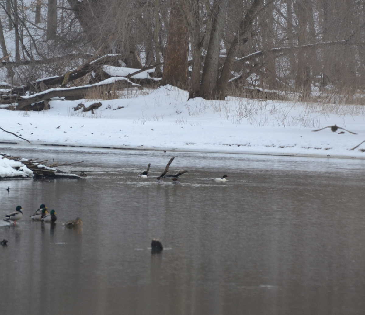 Common Merganser - ML631180842