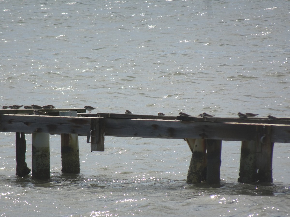 Wilson's Plover - ML631180848