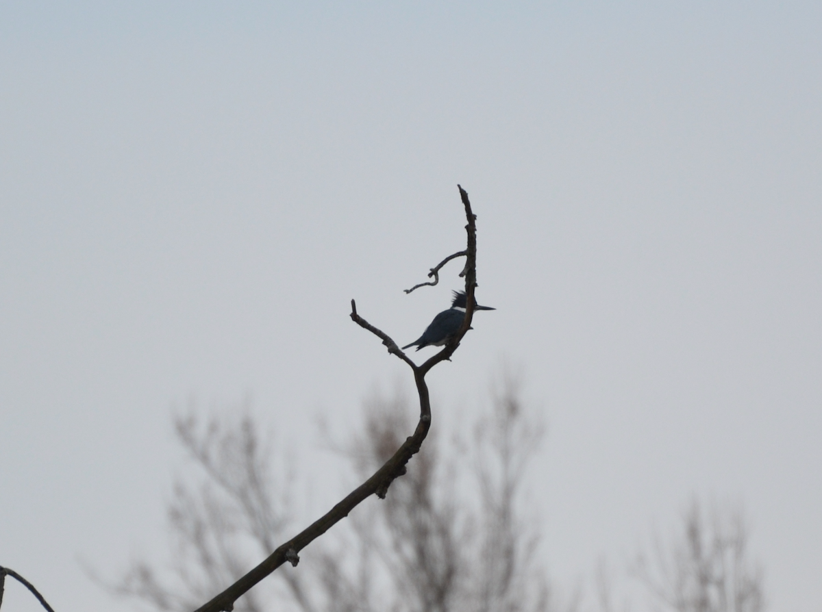 Belted Kingfisher - ML631180873