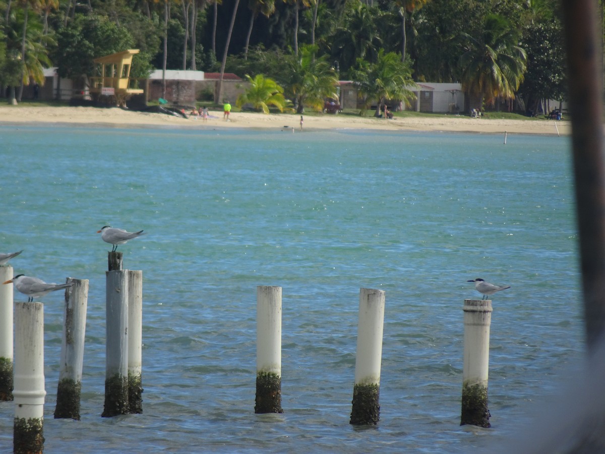 Sandwich Tern - ML631180910