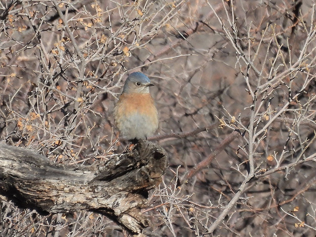Western Bluebird - ML631181030