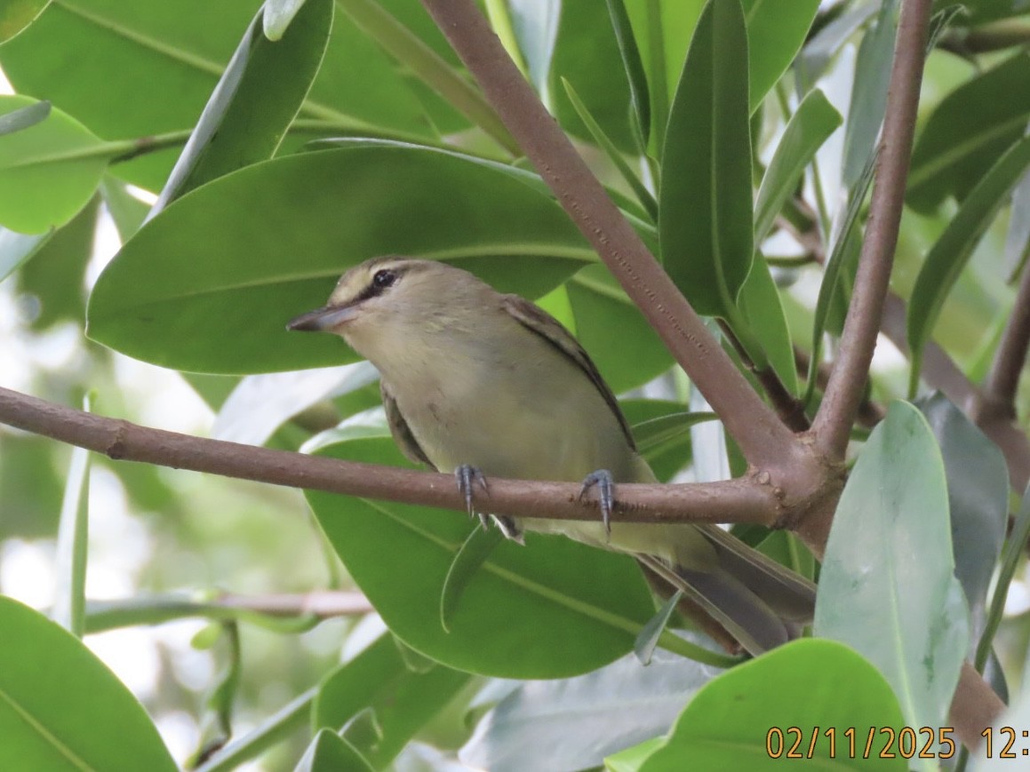 Yucatan Vireo - ML631181034