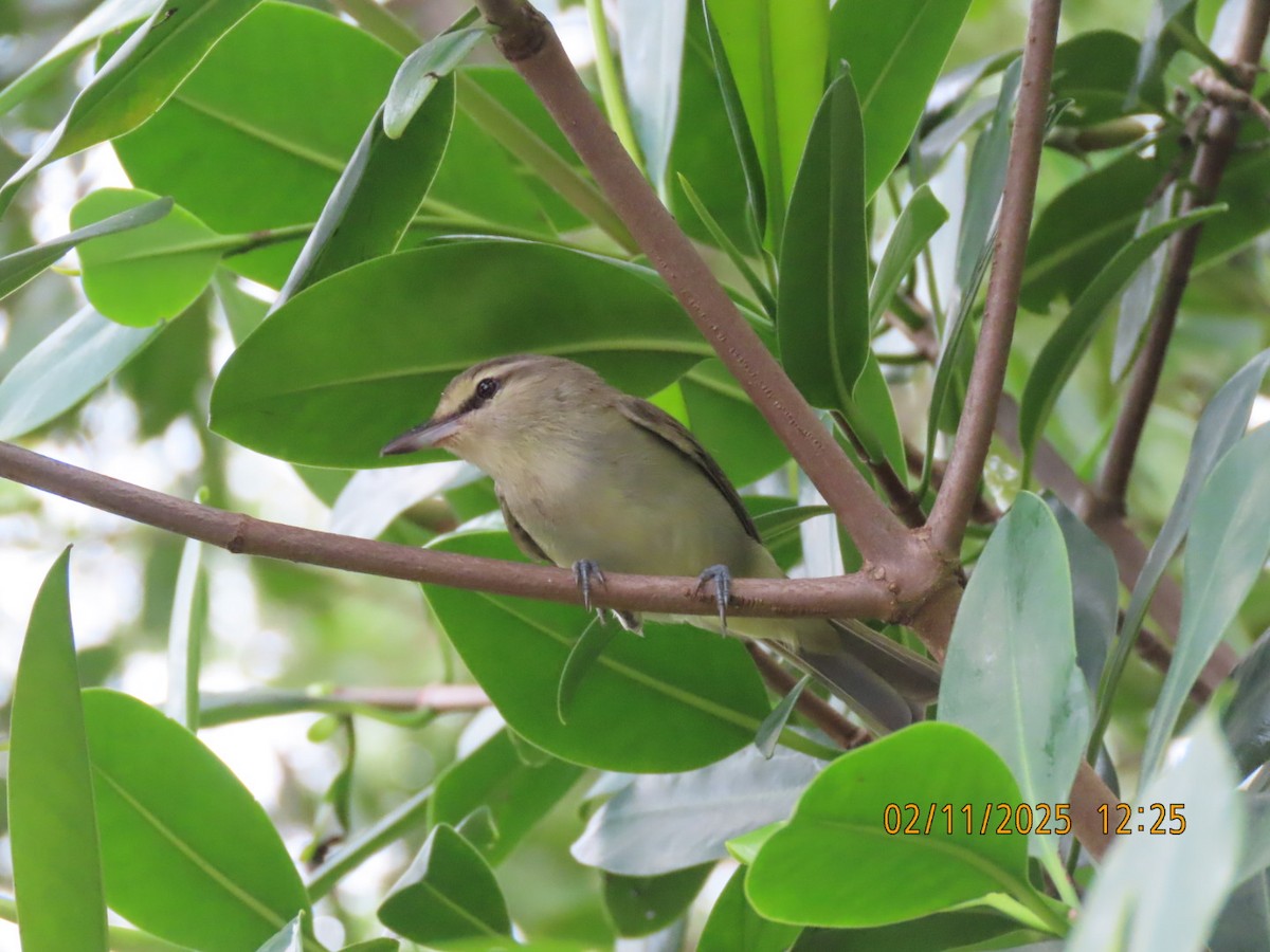 Yucatan Vireo - ML631181035