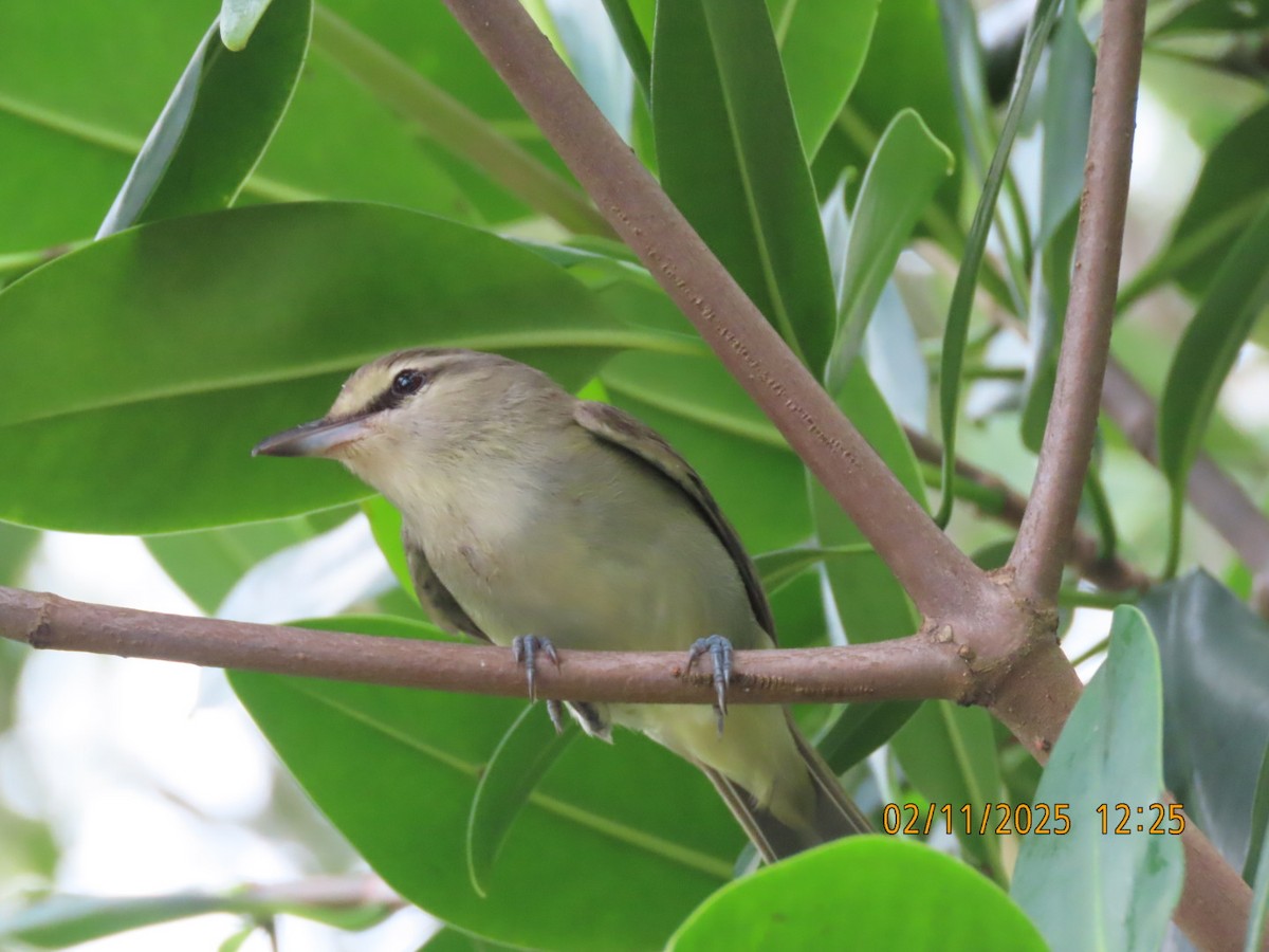 Yucatan Vireo - ML631181036