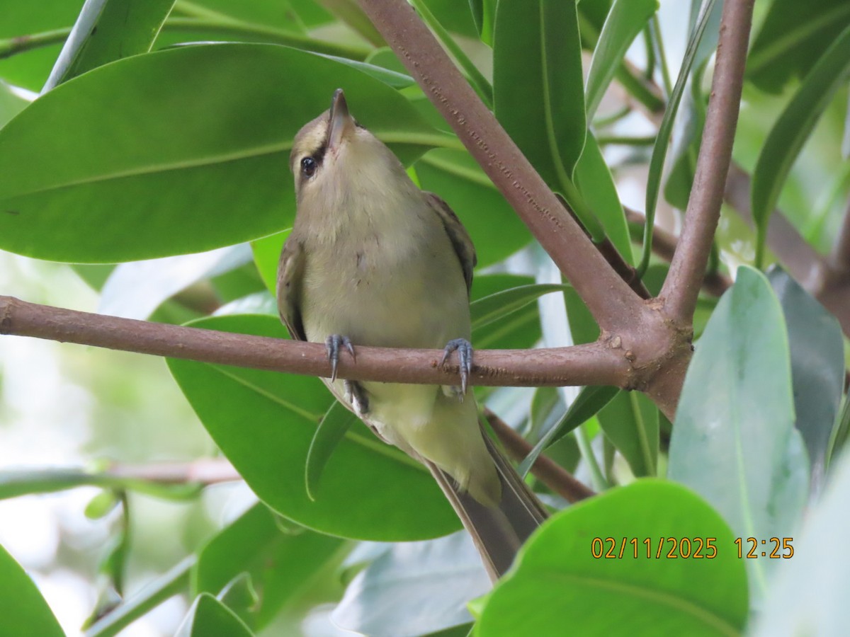 Yucatan Vireo - ML631181037