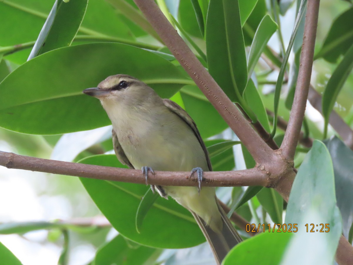 Yucatan Vireo - ML631181038