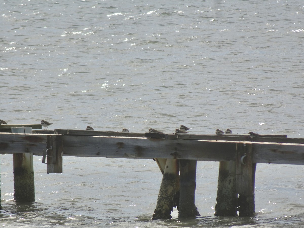 Wilson's Plover - ML631181039