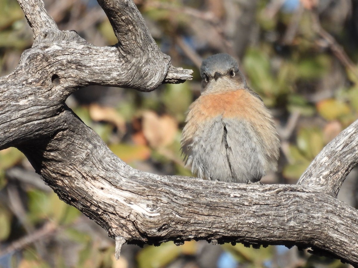 Western Bluebird - ML631181047