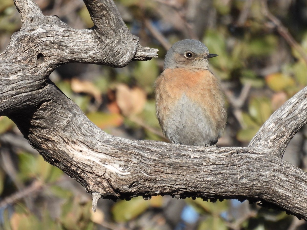Western Bluebird - ML631181063